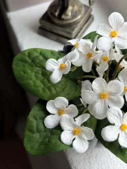 VIAMAJA Blomster<Saintpaulia i potte - flere farver