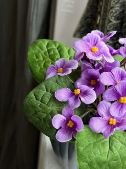 VIAMAJA Blomster<Saintpaulia i potte - flere farver