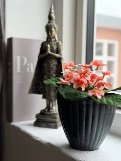 VIAMAJA Blomster<Saintpaulia i potte - flere farver