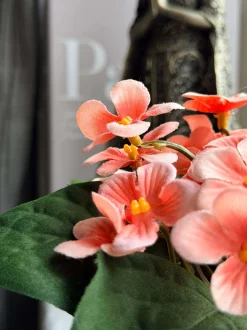 VIAMAJA Blomster<Saintpaulia i potte - flere farver