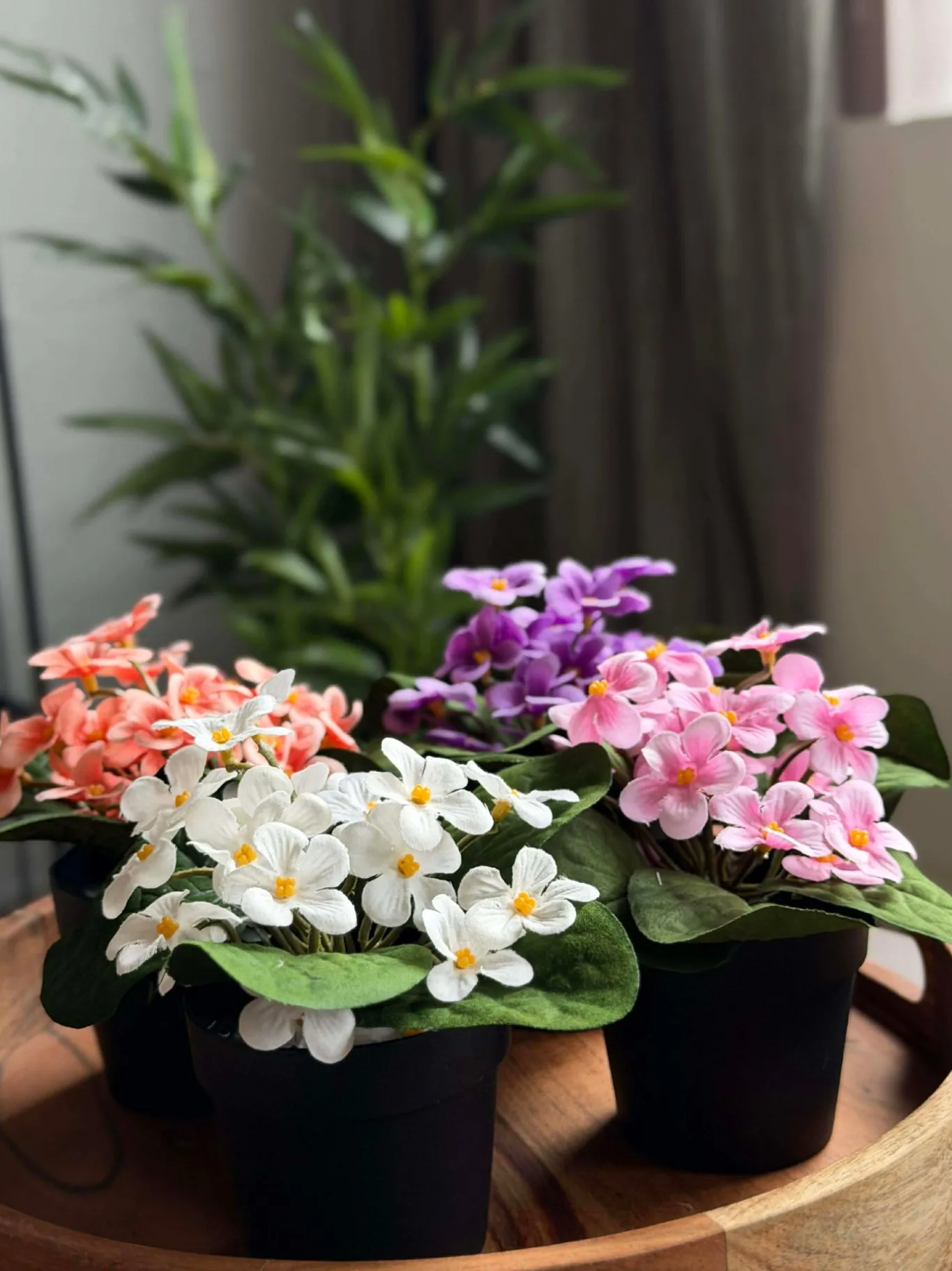 VIAMAJA Blomster<Saintpaulia i potte - flere farver