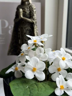 VIAMAJA Blomster<Saintpaulia i potte - flere farver