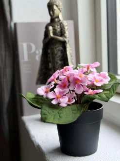 VIAMAJA Blomster<Saintpaulia i potte - flere farver