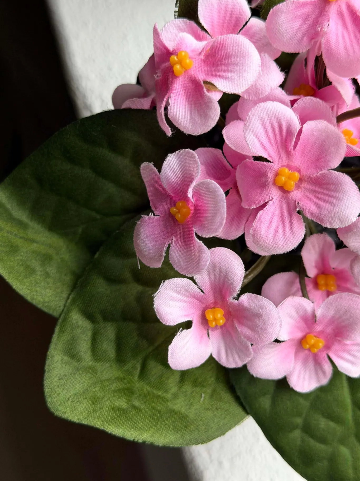 VIAMAJA Blomster<Saintpaulia i potte - flere farver