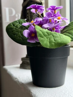 VIAMAJA Blomster<Saintpaulia i potte - flere farver