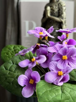 VIAMAJA Blomster<Saintpaulia i potte - flere farver