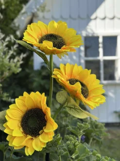 VIAMAJA Lys Og Led|Udendørs Led<Solsikke med solceller