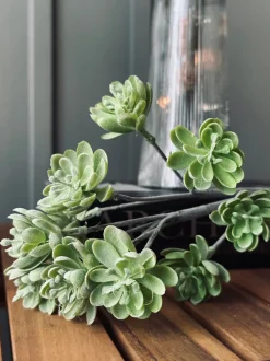 VIAMAJA Blomster<Sukkulent på stilk