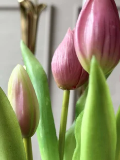 VIAMAJA Blomster|Interiør<Tulipan i potte - Mørk Rosa